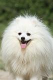 SPITZ ALLEMAND 410